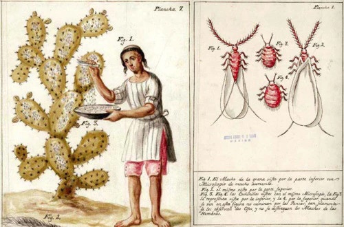 Cochineal is sourced from the female cochineal parasitic insect native to Mexico, Central and South America.