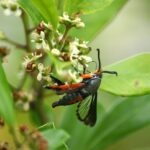 The beautiful borer at work. (Photo: Pollinator/Wikimedia Commons.)