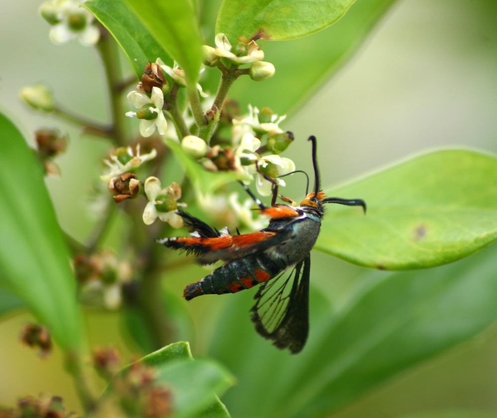 The beautiful borer at work. (Photo: Pollinator/Wikimedia Commons.)