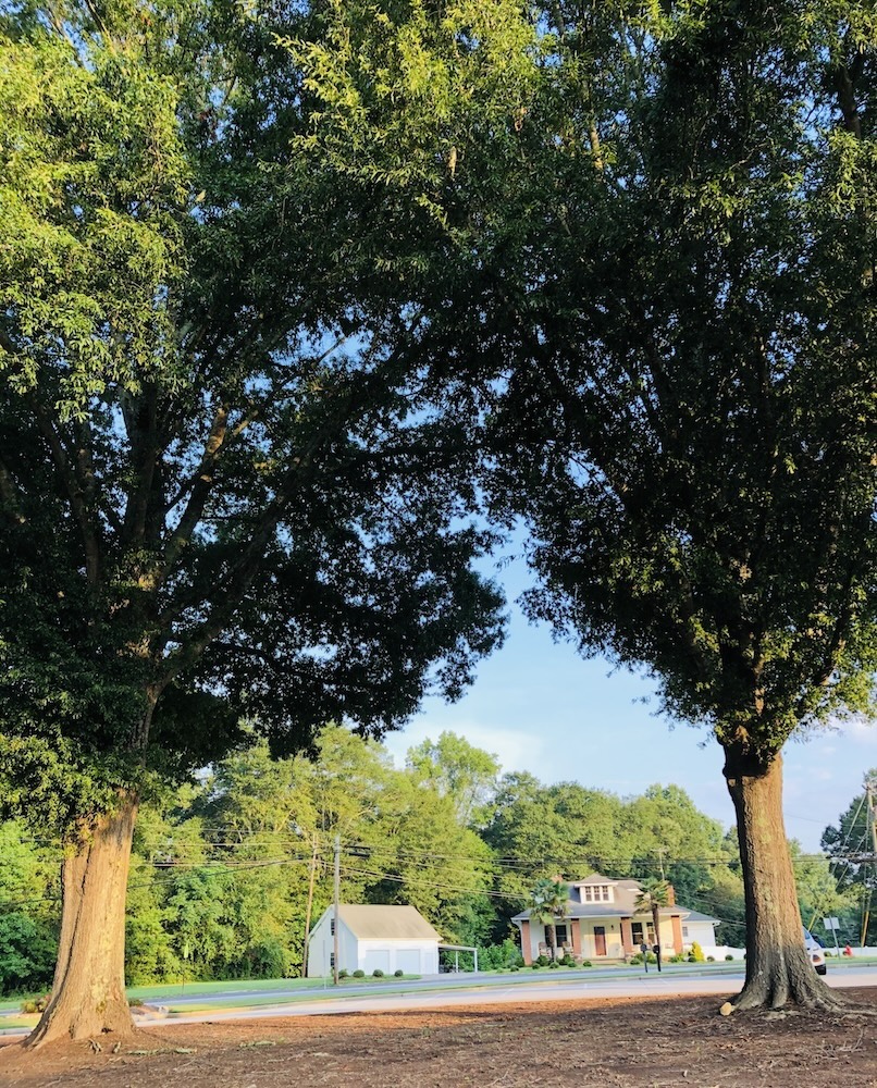 Pendleton Gallery of Trees, Before Milton VI. (Photo: Elizabeth Boleman-Herring.)