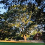 Pendleton Gallery of Trees I: Before Milton. (Photo: Elizabeth Boleman-Herring.)