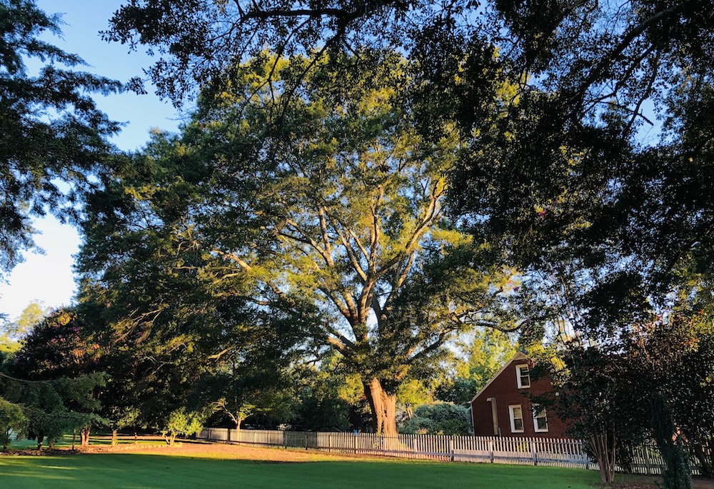 Pendleton Gallery of Trees I: Before Milton. (Photo: Elizabeth Boleman-Herring.)