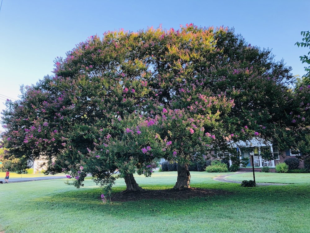 Pendleton Gallery of Trees III: Before Milton. (Photo: Elizabeth Boleman-Herring.)