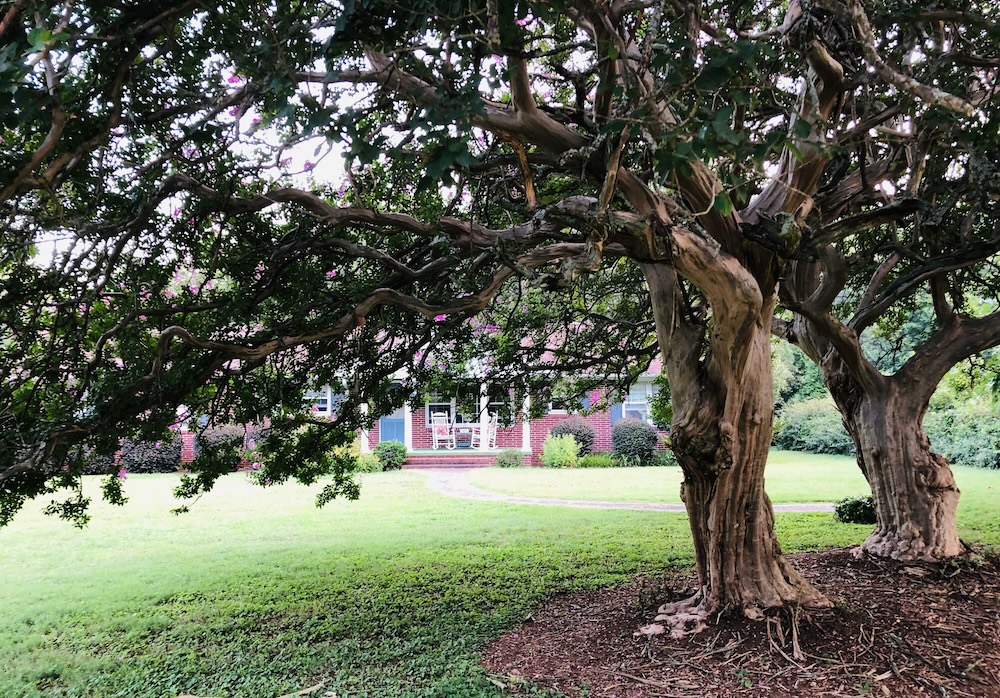 Pendleton Gallery of Trees IV: Before Milton. (Photo: Elizabeth Boleman-Herring.)